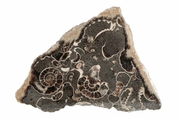 Polished Ammonite (Promicroceras) Slice - Marston Magna Marble #211344